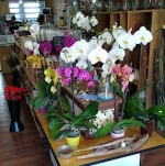 Apple Blossom Florist - Oakland, CA