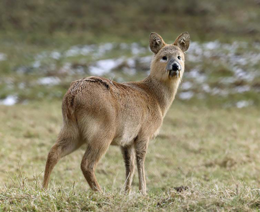 musk deer