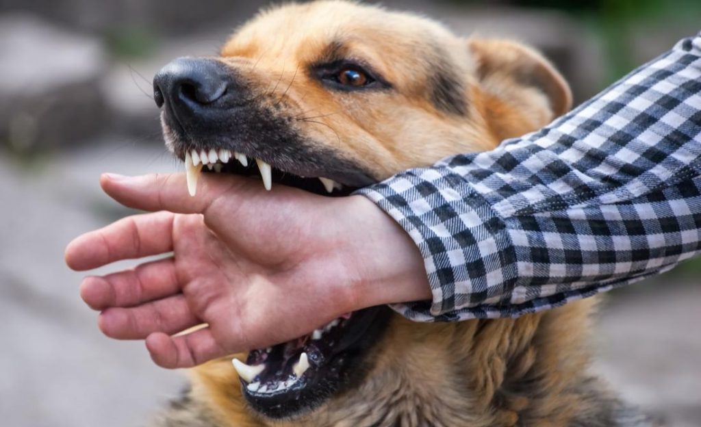 dog bite treatment